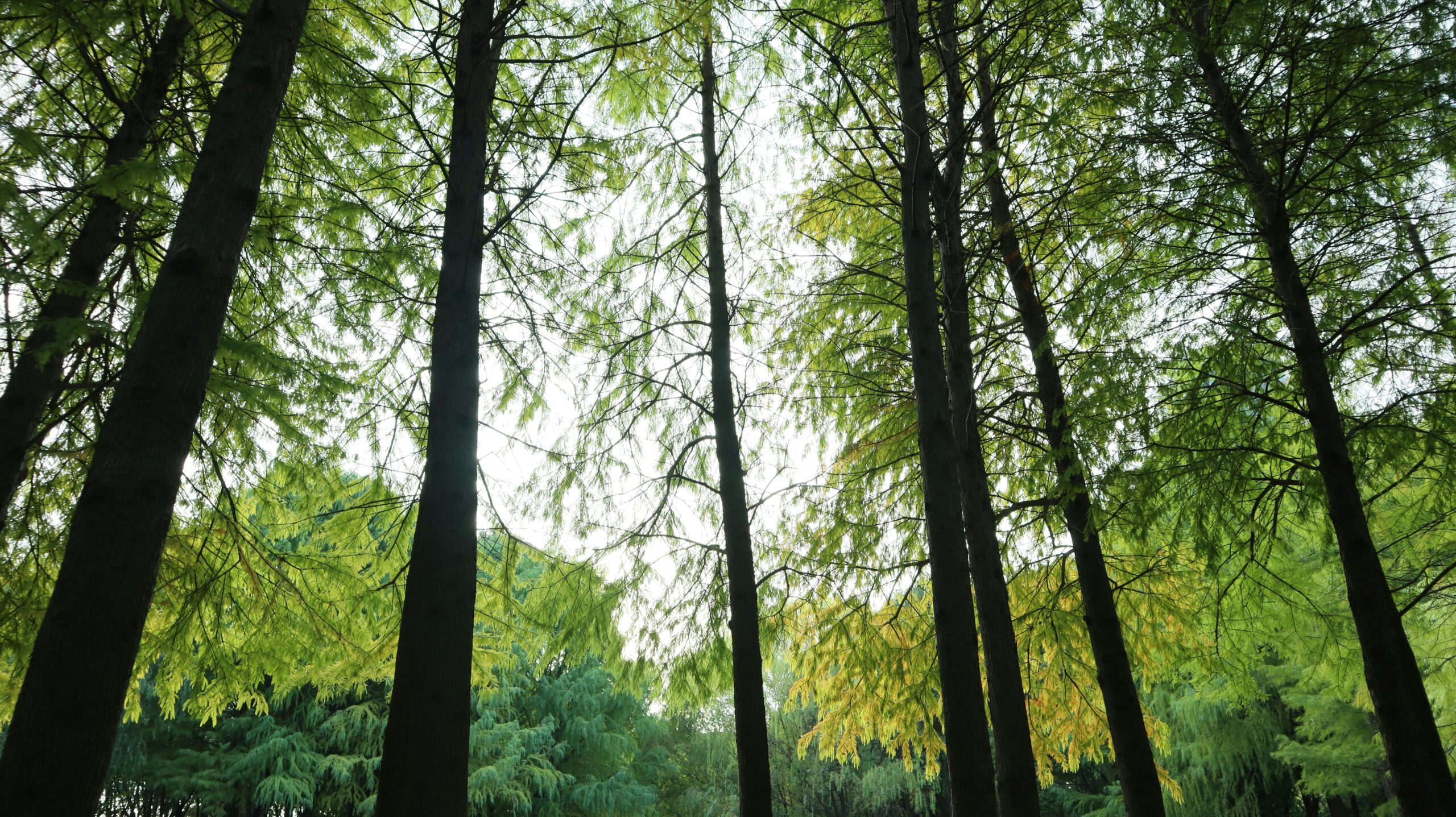 Sessione di Forest bathing in escursione sabato 7 marzo!